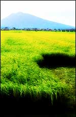 Mt. Iwaki & Rice Field Mt. Iwaki & Rice Field
