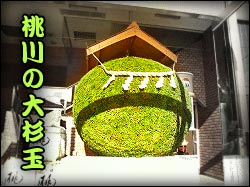 The Giant Momokawa Cedar Ball